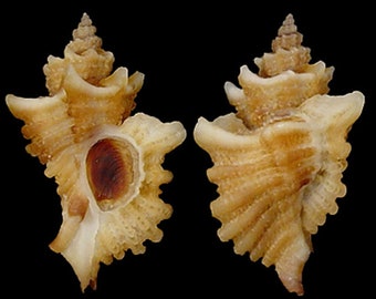 Ocenebra erinaceus hanleyi, Seashells Scientific Collection, Muricidae, Seashell For Collectors, Seashell Gifts