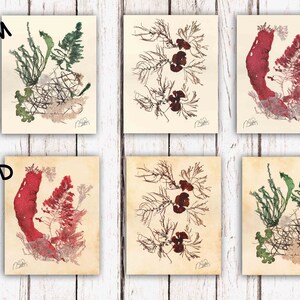 May include: Six botanical art prints featuring pressed seaweed in shades of green, red, and brown on cream and aged paper. The word "CREAM" and "AGED" are printed on the image. Each print has a signature in the bottom right corner.