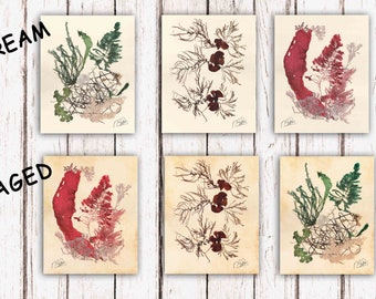 Fine Art print, Set of 3, Reproduction of my Seaweed Art,  Limited Ed., signed,  Algae pressing Artwork Poster, Made to order seaweed prints