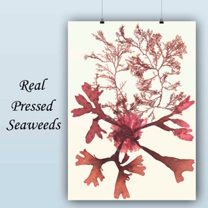 May include: A pressed seaweed art print featuring a delicate, red, fern-like seaweed with a larger, red, fan-shaped seaweed. The seaweeds are pressed on a white background.