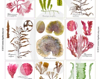 Pressed seaweed art, Seaweeds for ACEOs, Set of 9 printable, digital collage sheet, Marine botanical art, pressed seaweeds collage inspired