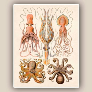 Cephalopods Print, octopus, squids Vintage illustration, Seaside Prints, octopus poster Marine Decor,  Nautical art, Print 11x14, beach art