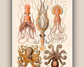 Cephalopods Print, octopus, squids Vintage illustration, Seaside Prints, octopus poster Marine Decor,  Nautical art, Print 11x14, beach art