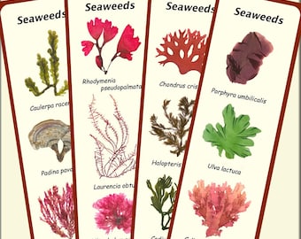 Seaweeds bookmarks, printable digital collage sheet, educational, marine botanical art