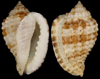 Morum cancellatum Seashell, Specimen Seashell For Collectors, Harp Shell, Seashell Gifts, Seashells Scientific Collection