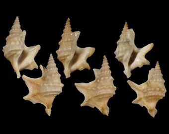 Aporrhais pespelecani, Specimen Shell For Collectors, Pelican's Foot Seashell, Seashell Gifts, Scientific Collection, SET OF 3 SHELLS