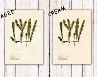 Caulerpa Taxifolia Seaweed Print, Algae Botanical Art