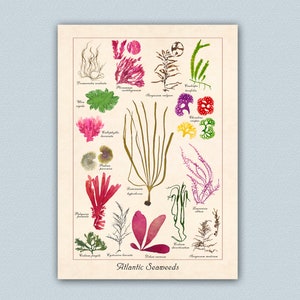 Pressed Seaweeds Poster, Botanical print, Atlantic Seaweeds  Print,  Botanical Art,  Nautical Art