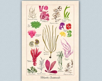 Pressed Seaweeds Poster, Botanical print, Atlantic Seaweeds  Print,  Botanical Art,  Nautical Art