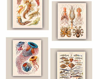 Jellyfish art, Octopus Squid decor, Sea life Prints, Fishes vintage 'Poissons' print,  cephalopods, nudibranchia Prints, Coastal decor