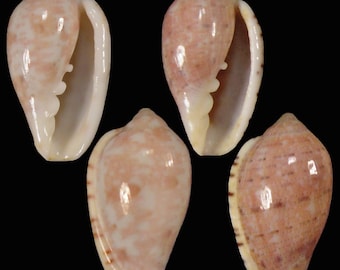 Marginella senegalensis, Seashells Scientific Collection, Margin Shell, Seashell For Collectors, Seashell Gifts, Contrasting Pair Set