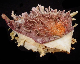 Ostra espinosa europea, Spondylus gaederopus, Colección científica de conchas marinas, Concha de ostra espinosa, Concha marina para coleccionistas, Regalos de conchas marinas