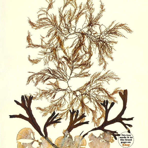 Algen Druck Kunst, MADE TO ORDER, Algenkunst, Algenpressen Strand Cottage Dekor, viktorianisch botanisch, 11x14