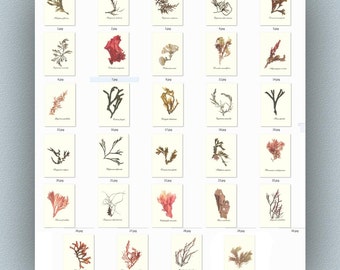 Algen-Kunst, gepresste Algen, Algenpressen, Seegras-Herbarium, viktorianische Botanicals Seegras-Kunst, auf Bestellung gefertigt, Strandhaus-Dekor