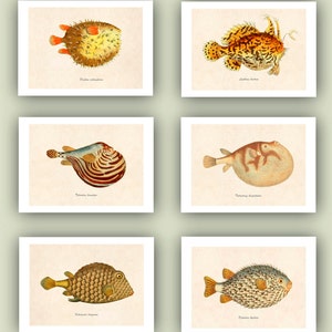 May include: Six framed vintage illustrations of various fish species. Each print features a different fish, showcasing detailed drawings with a variety of colors, including orange, yellow, brown, and beige. The prints are displayed on a neutral background.