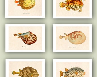 Balloon fish Prints, sea life creatures, Marine decor, Nautical  Art Print,  beach cottage decor, set 6 prints 5x7