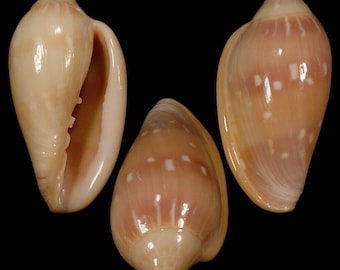 Marginella desjardini, Seashells Scientific Collection, Margin Shell, Seashell For Collectors, Seashell Gifts