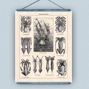 Octopus art, Cephalopods Print, Nautical Art, Vintage Octopus Squid sea life French old illustrations, educational decorative poster, 11x14