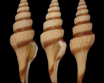 Fusiturris similis, Seashells Scientific Collection, Turrid Shells, Seashell For Collectors, Seashell Gifts
