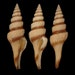 see more listings in the Specimen Seashells  section