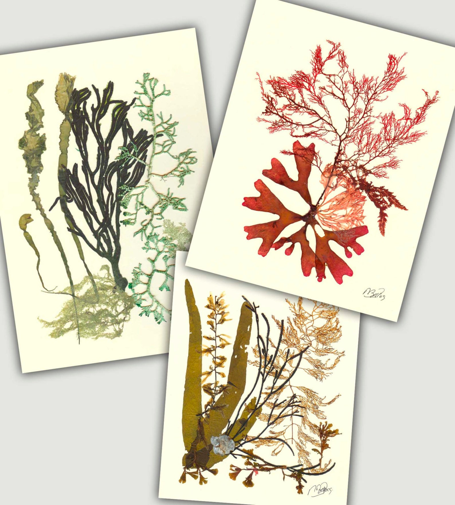 Seaweed Art Pressed Seaweed MADE TO ORDER Pressed Flowers Etsy