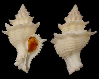 Babelomurex benoiti, Seashells Scientific Collection, Coralliophila, Seashell For Collectors, Seashell Gifts