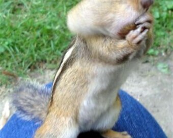 Chipmunk Standing On My Knee   Greeting Card with Envelope Included  (5x3)