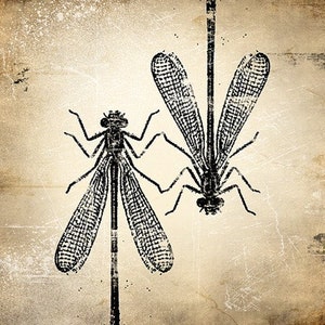 6x6 Insect Print Damselfly image 1