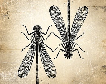 6x6 Insect Print - Damselfly