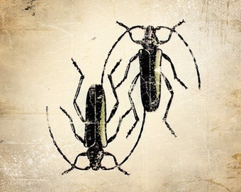 6x6 Insect Print - Musk Beetle