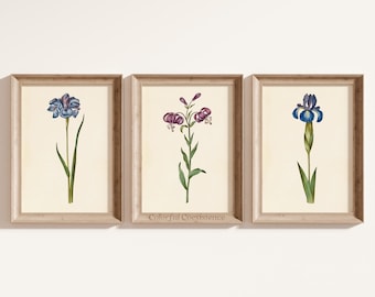Botanical Wall Art Vintage Gallery Set of 3 Printable Illustrations Vintage Plant Art Antique Flower Print Vintage Nostalgic Botanical Decor