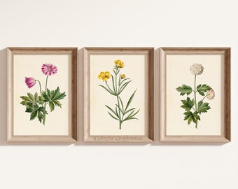 Vintage Botanical Wall Art Gallery Set of 3 Printable Illustration Vintage Plant Art Antique Flower Print Nostalgic Botanical Vintage Decor