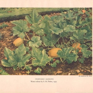 May include: A watercolour painting depicting vegetable marrows in a garden setting. The image features large green leaves and several yellow marrows. The text at the bottom reads "VEGETABLE MARROWS, Water colour by S. M. Fisher, 1945".