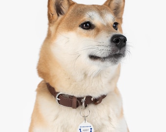 May include: A close-up of a Shiba Inu dog wearing a brown leather collar with a white round dog tag that says "Abby" in blue text with a blue bone design on either side of the text.