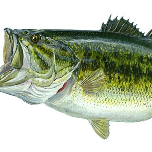 Largemouth Bass Vinyl Decal image 4