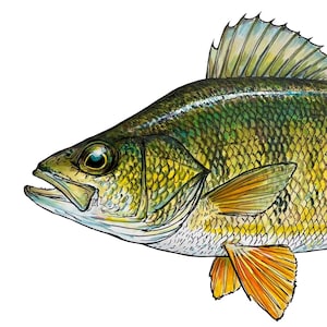 ゴールデンイエローパーチビニールデカール - 6インチ