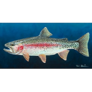 Rainbow Trout Archival Print