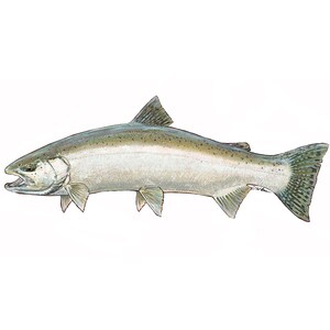 Chrom-Steelhead-Aufkleber