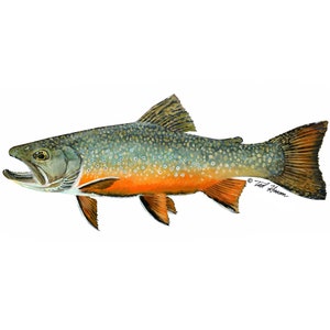 Brook Trout Vinyl Decal