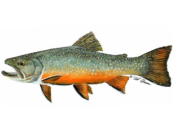 Brook Trout Vinyl Decal