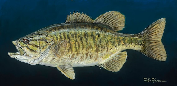 Smallmouth Bass on Blue Limited Ed. Archival Print | Etsy