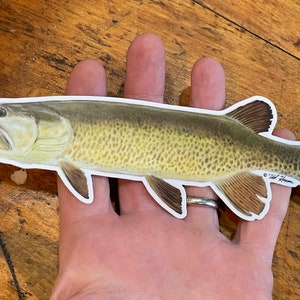 May include: A detailed illustration of a muskie fish on a white background. The fish is depicted in a realistic style with a brown and green color scheme. The fish is approximately 10 inches long.