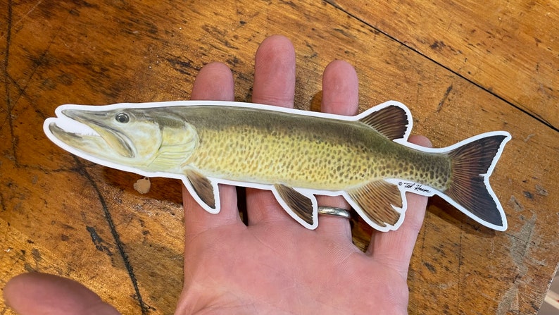 May include: A detailed illustration of a muskie fish on a white background. The fish is depicted in a realistic style with a brown and green color scheme. The fish is approximately 10 inches long.