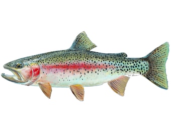 Rainbow Trout Vinyl Decal, Two options - 3" and 7"