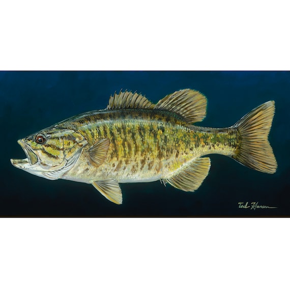Smallmouth Bass on Blue, Limited Ed. Archival Print -  Canada