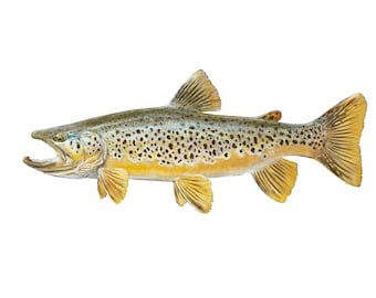 Expo Brown Trout Vinyl Decal, 7" and 12"