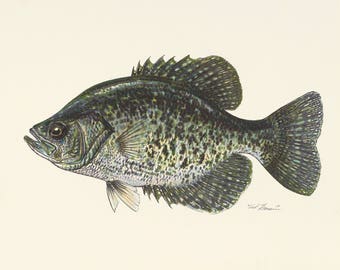 Prisma Crappie, Limited Ed. Archival Print