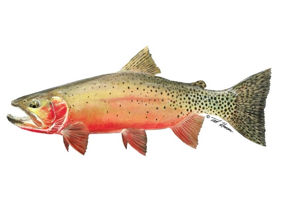 CUTTHROAT TROUT Stickers STATE CUT-OUTS fishing MANY STATES fly fishing DECALS 