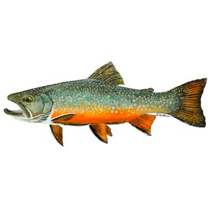 Brook Trout Vinyl Decal