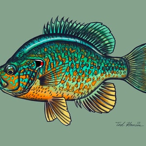 Pumpkinseed Print, 8x10 image 2